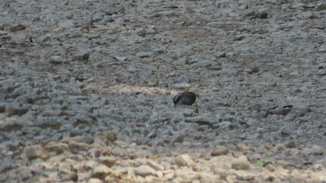 White-browed Fulvetta - ML550555221