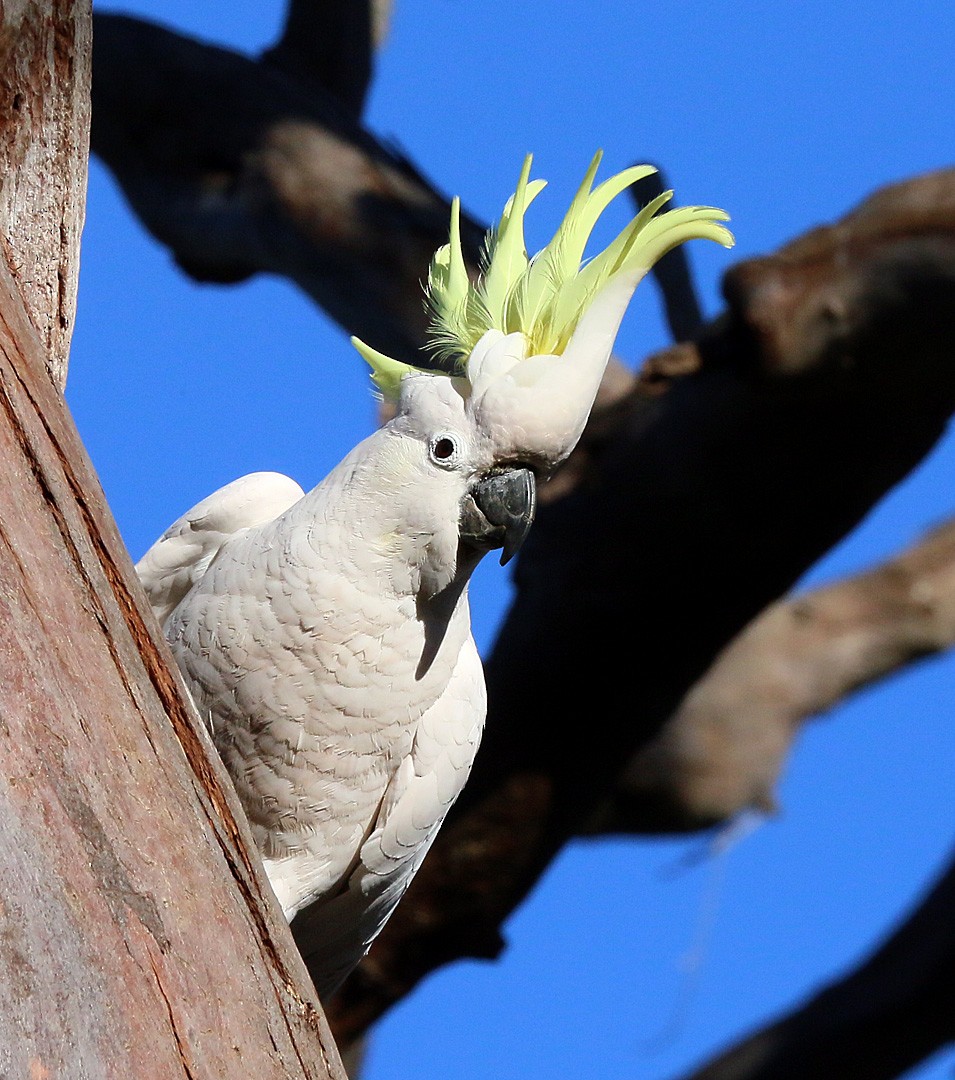 Sulphur-crested Cockatoo - ML550555261