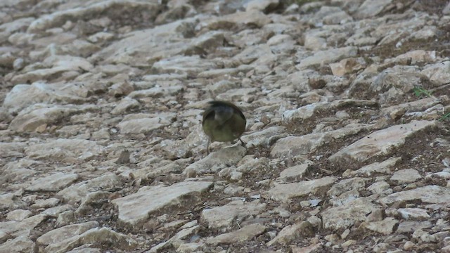 Rufous-winged Fulvetta - ML550555421