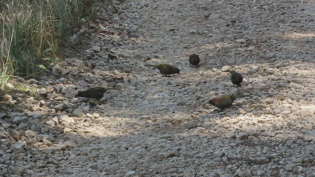 Chestnut-crowned Laughingthrush - ML550556001