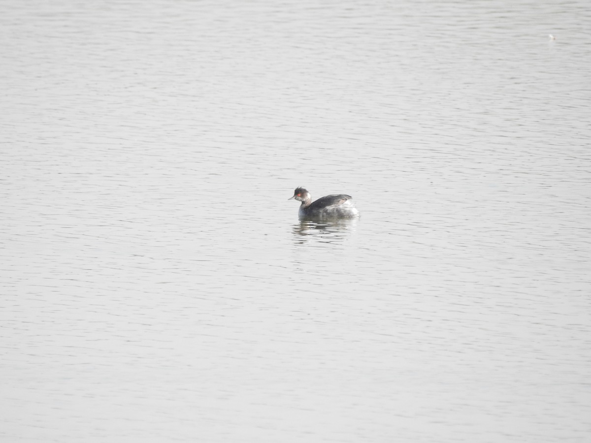 Eared Grebe - ML550556161