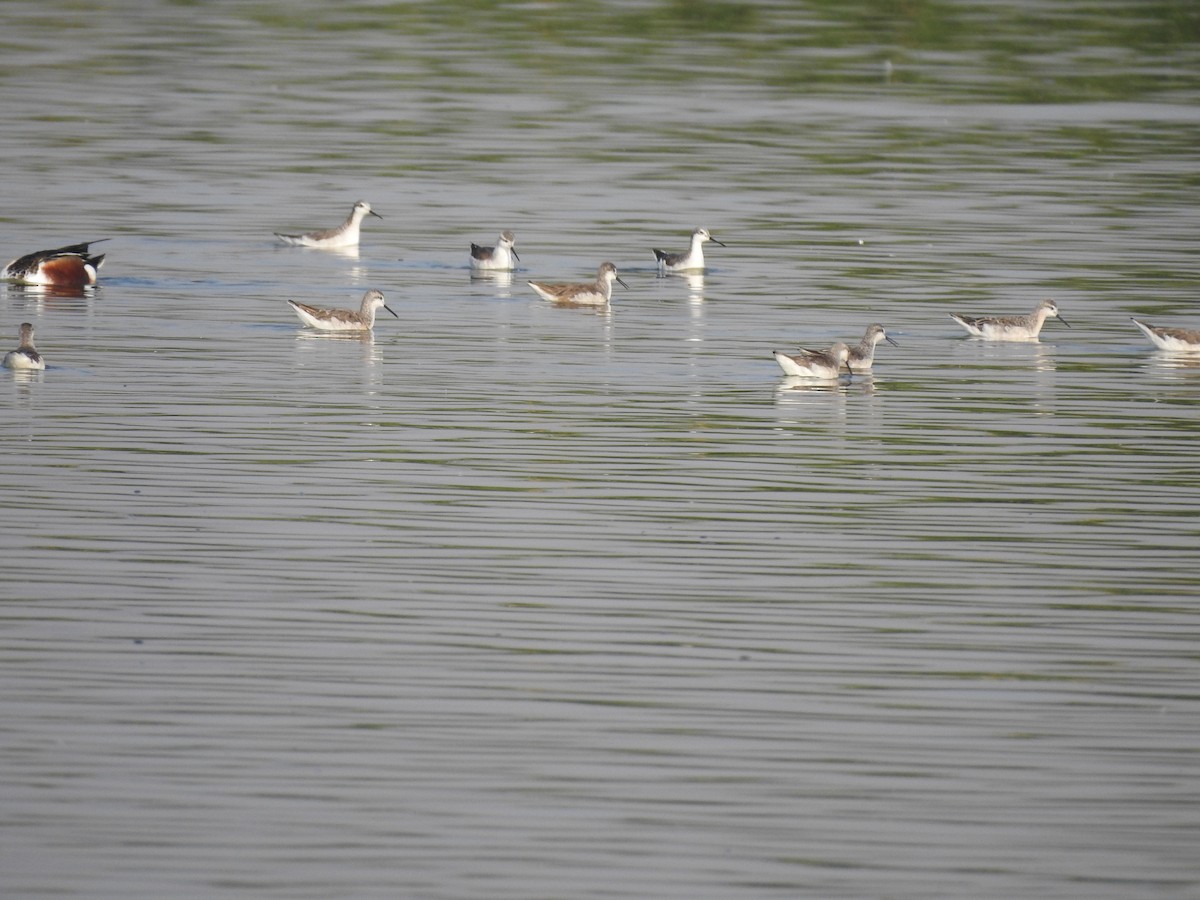 Wilson's Phalarope - ML550556451