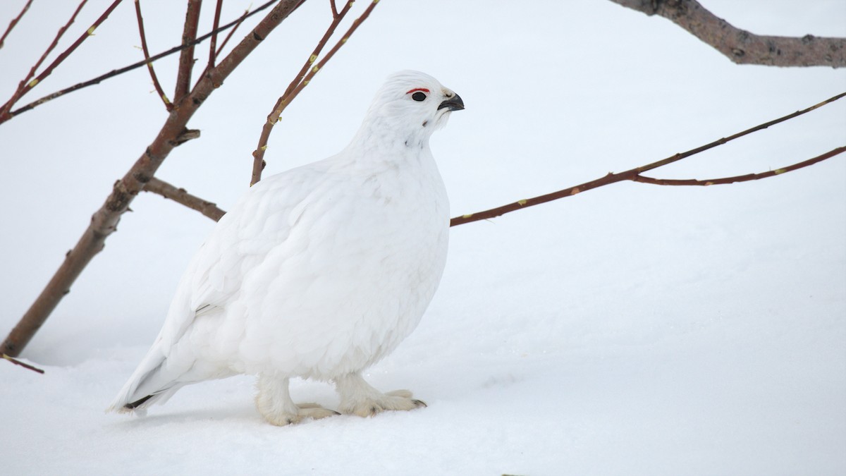 Willow Ptarmigan - ML550556641