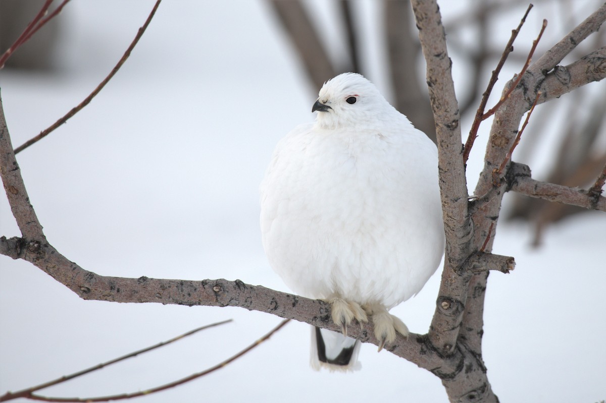 Willow Ptarmigan - ML550556651