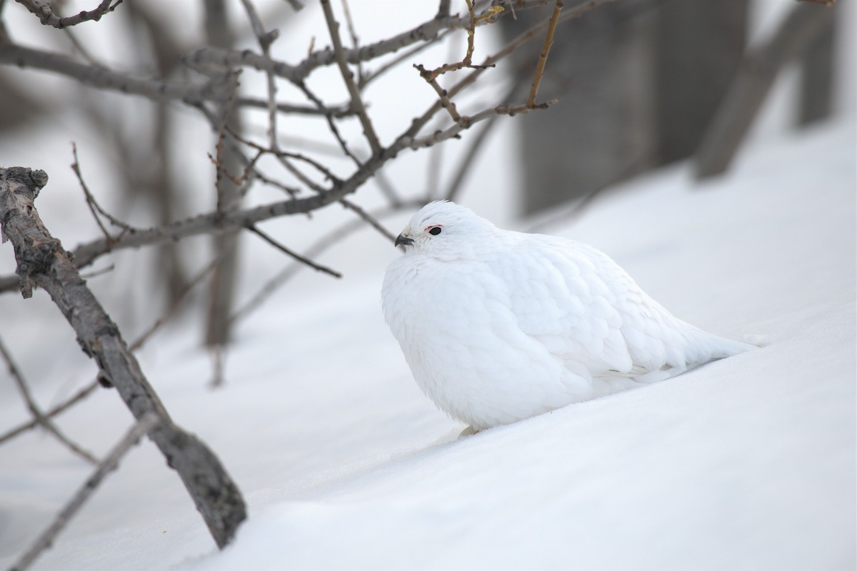 Willow Ptarmigan - Timothy Piranian