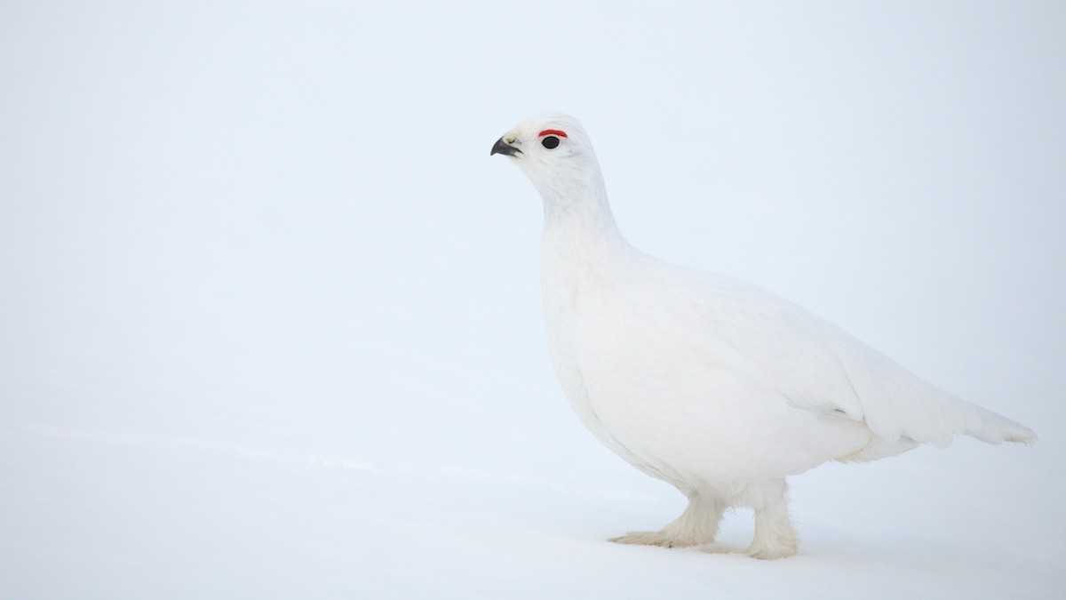 Willow Ptarmigan - ML550556671