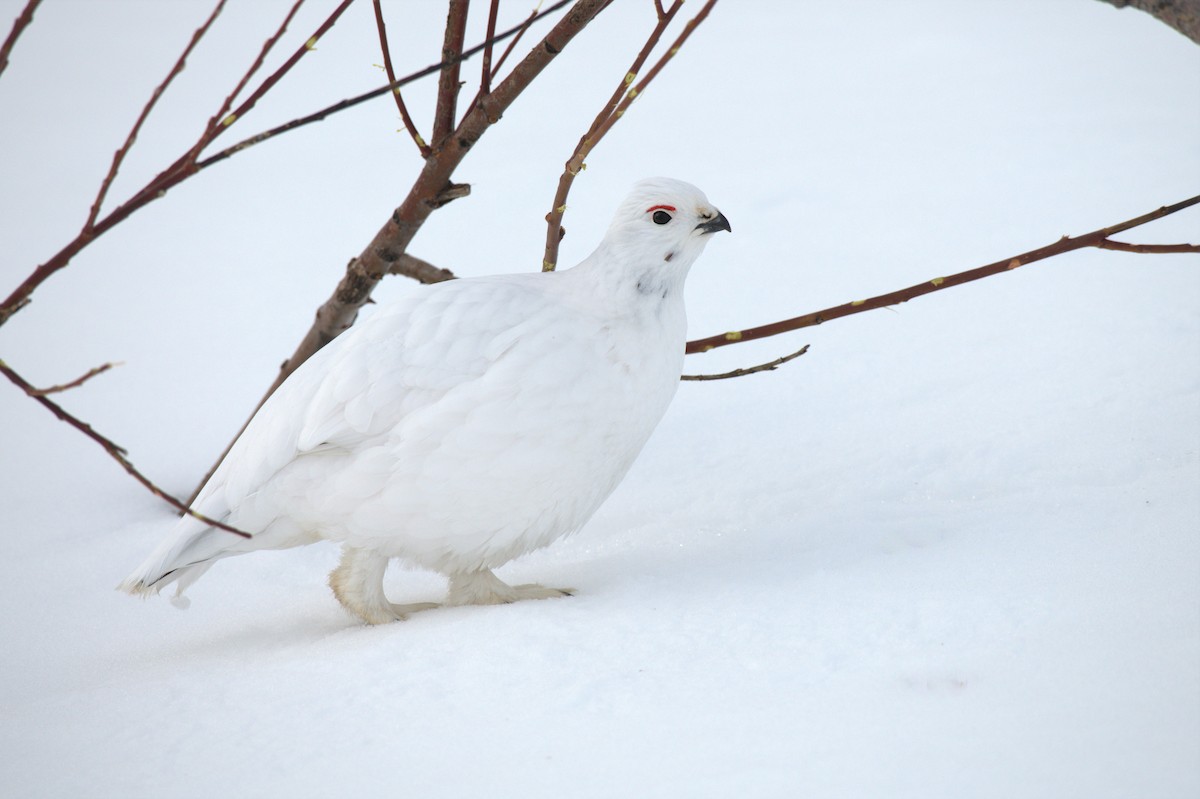 Willow Ptarmigan - Timothy Piranian