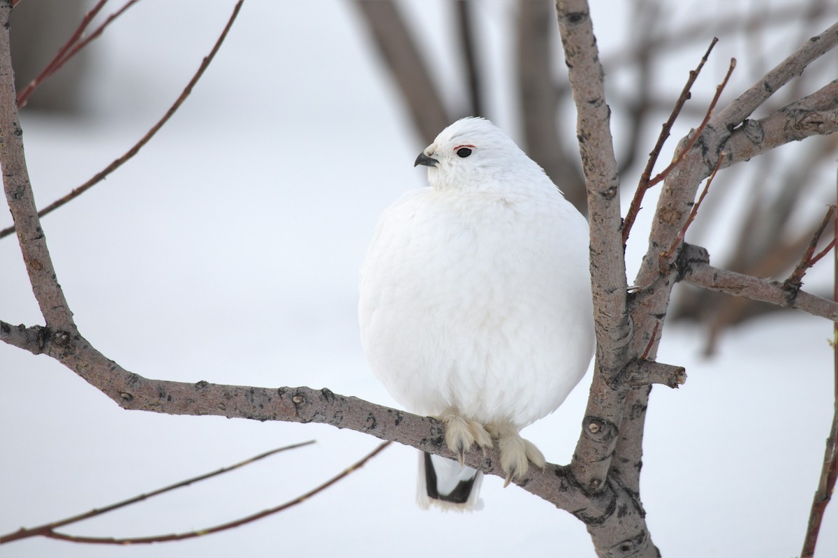 Willow Ptarmigan - ML550556691