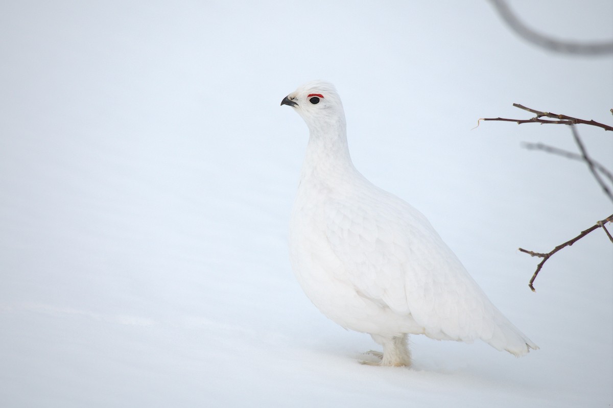 Willow Ptarmigan - ML550556701