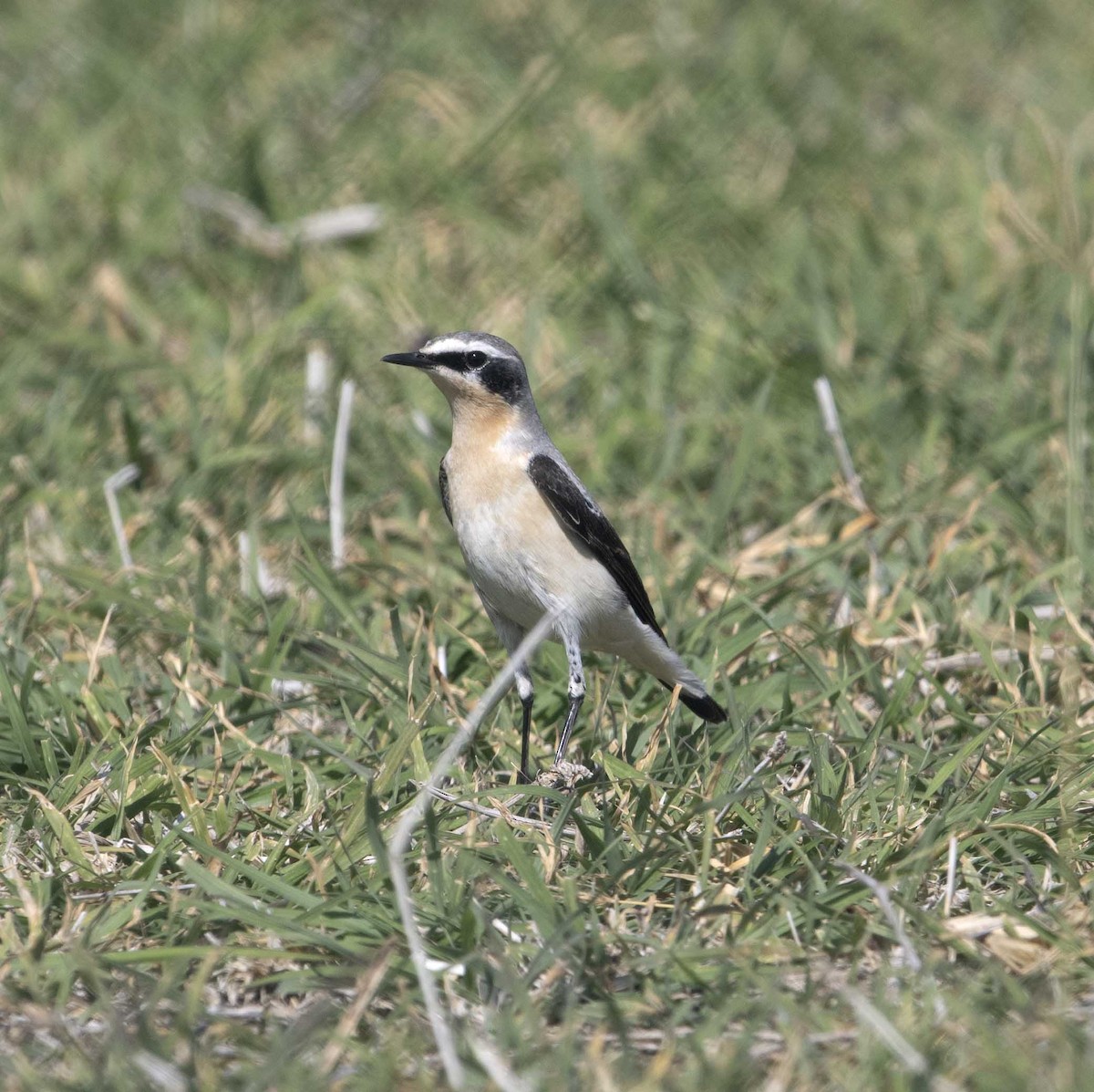 Northern Wheatear - Huw Roberts