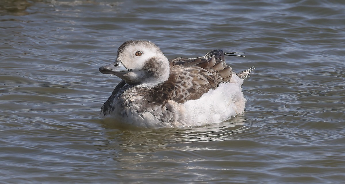 Long-tailed Duck - ML550557171