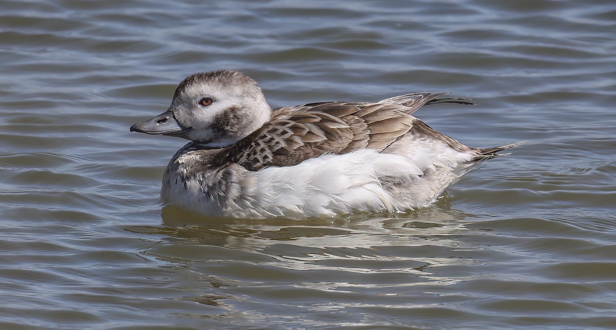 Long-tailed Duck - ML550557351