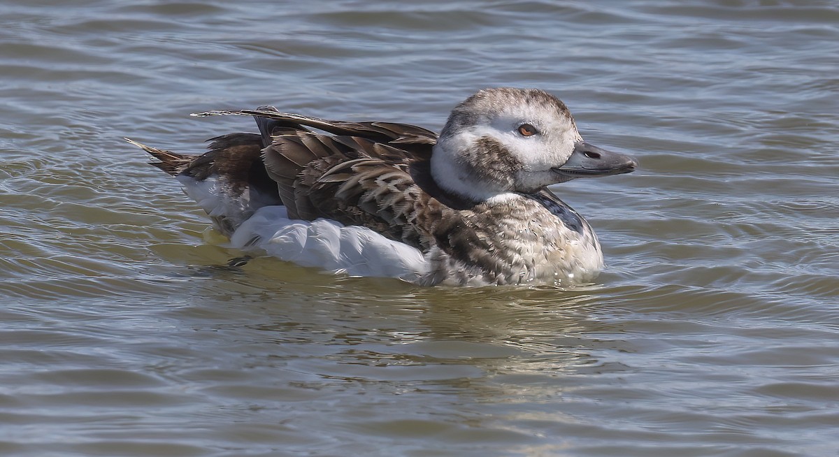 Long-tailed Duck - ML550557401