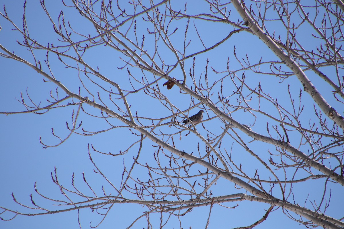 Oriental Turtle-Dove - ML550558071