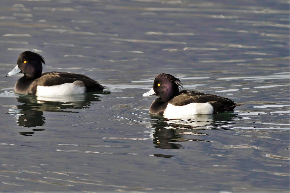 Tufted Duck - ML550559341