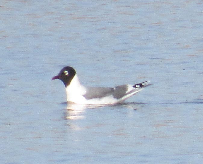 Franklin's Gull - ML55056021