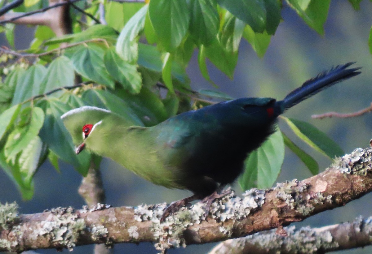 Black-billed Turaco - ML550560601