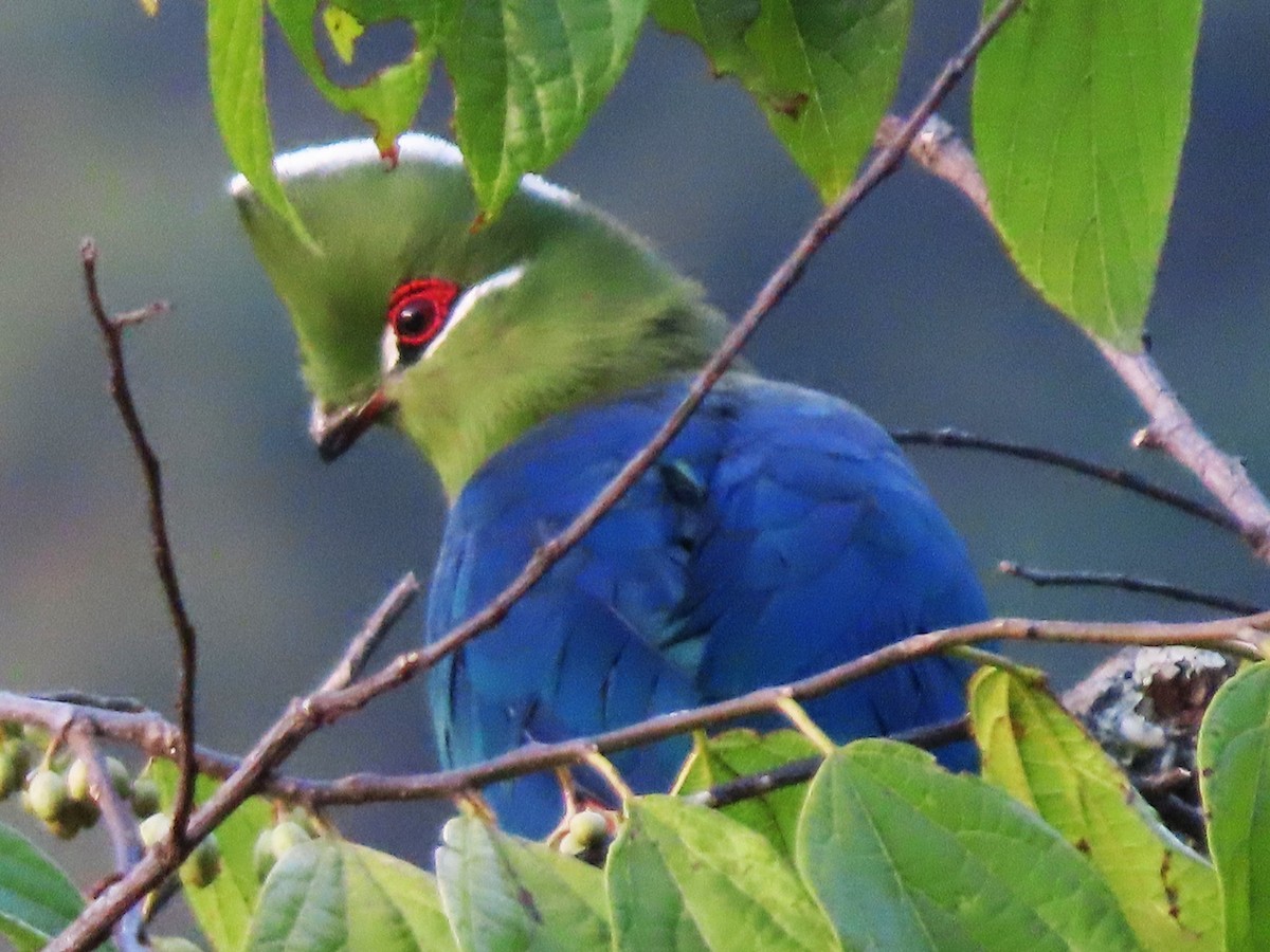 Black-billed Turaco - ML550560611