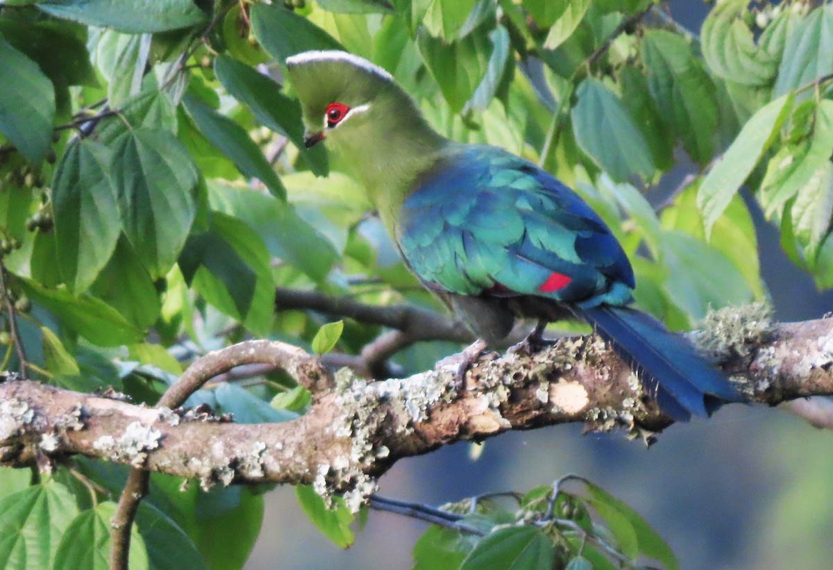 Black-billed Turaco - ML550560631