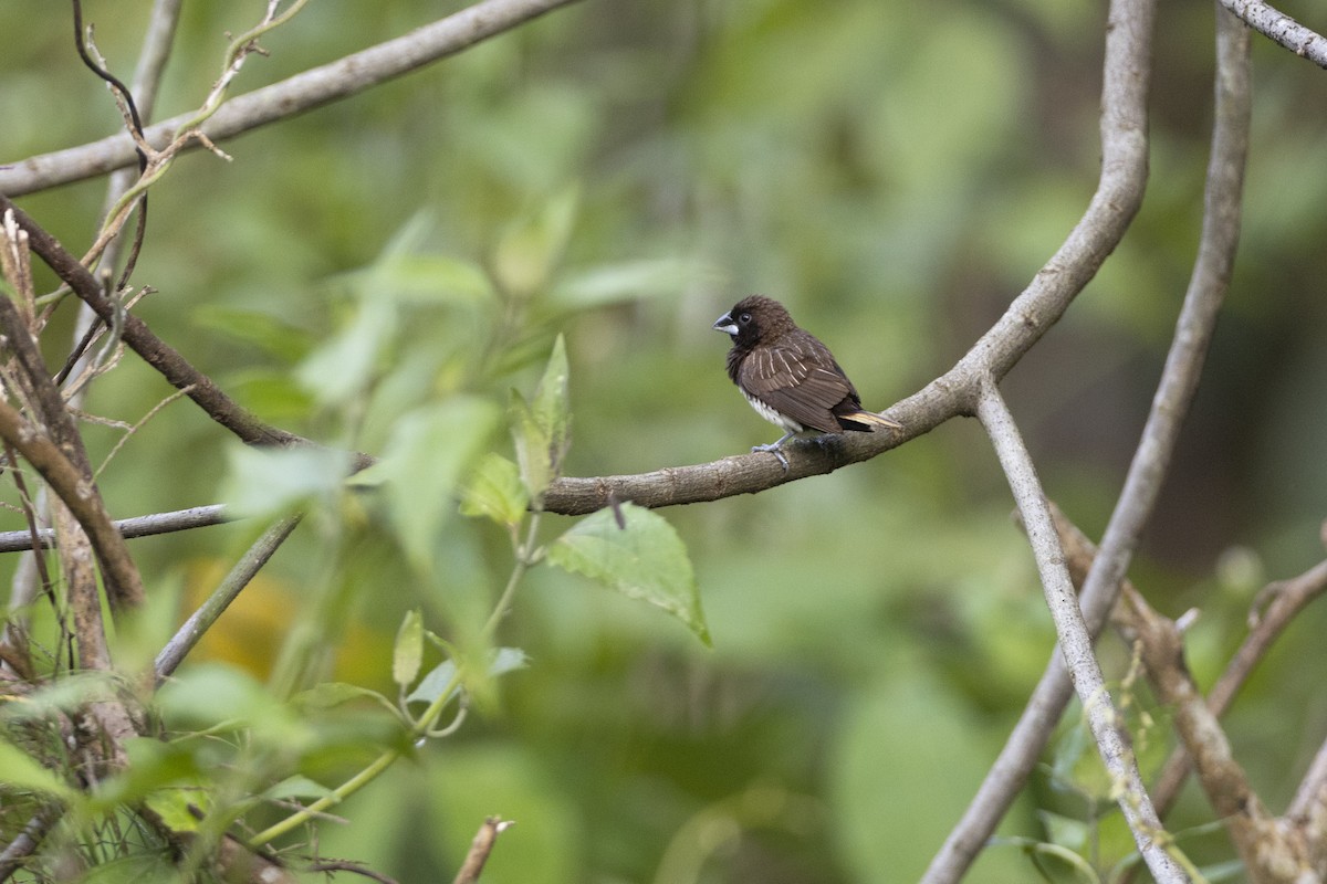 White-bellied Munia - Jan-Peter  Kelder