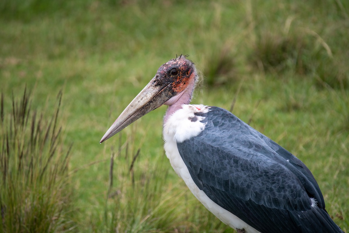 Marabou Stork - Peter Rigsbee