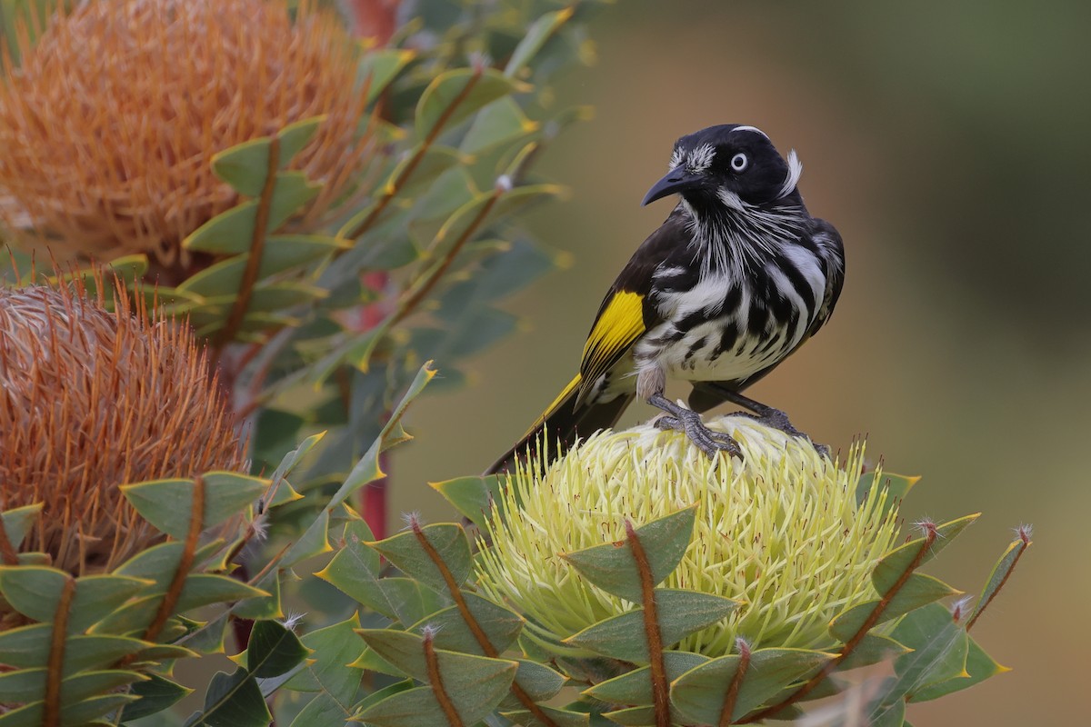 New Holland Honeyeater - ML550562361