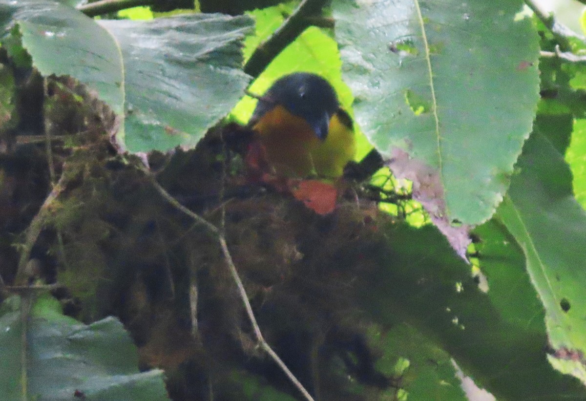 Lagden's Bushshrike - Rick Jacobsen