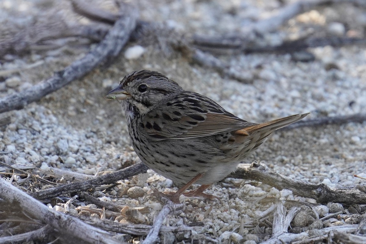 Lincoln's Sparrow - ML550562891