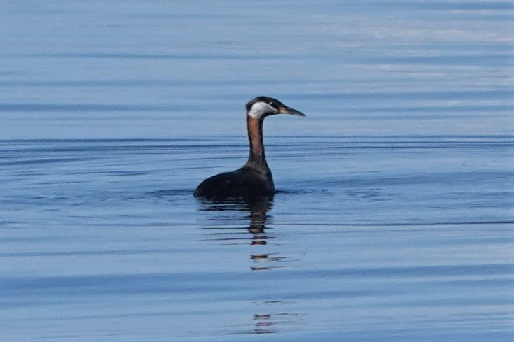 Red-necked Grebe - ML550563621