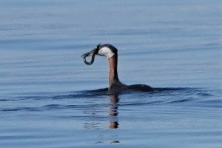 Red-necked Grebe - ML550563631