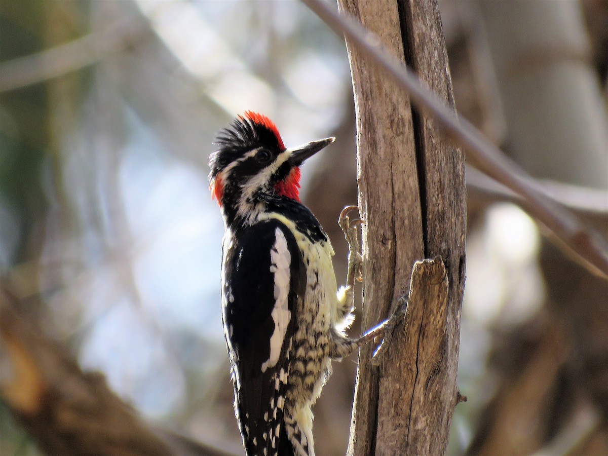 Red-naped Sapsucker - ML55056371