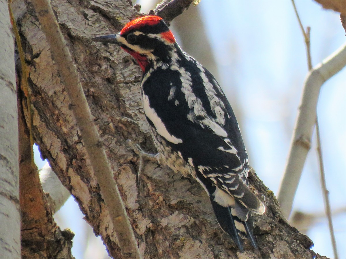 Red-naped Sapsucker - ML55056381