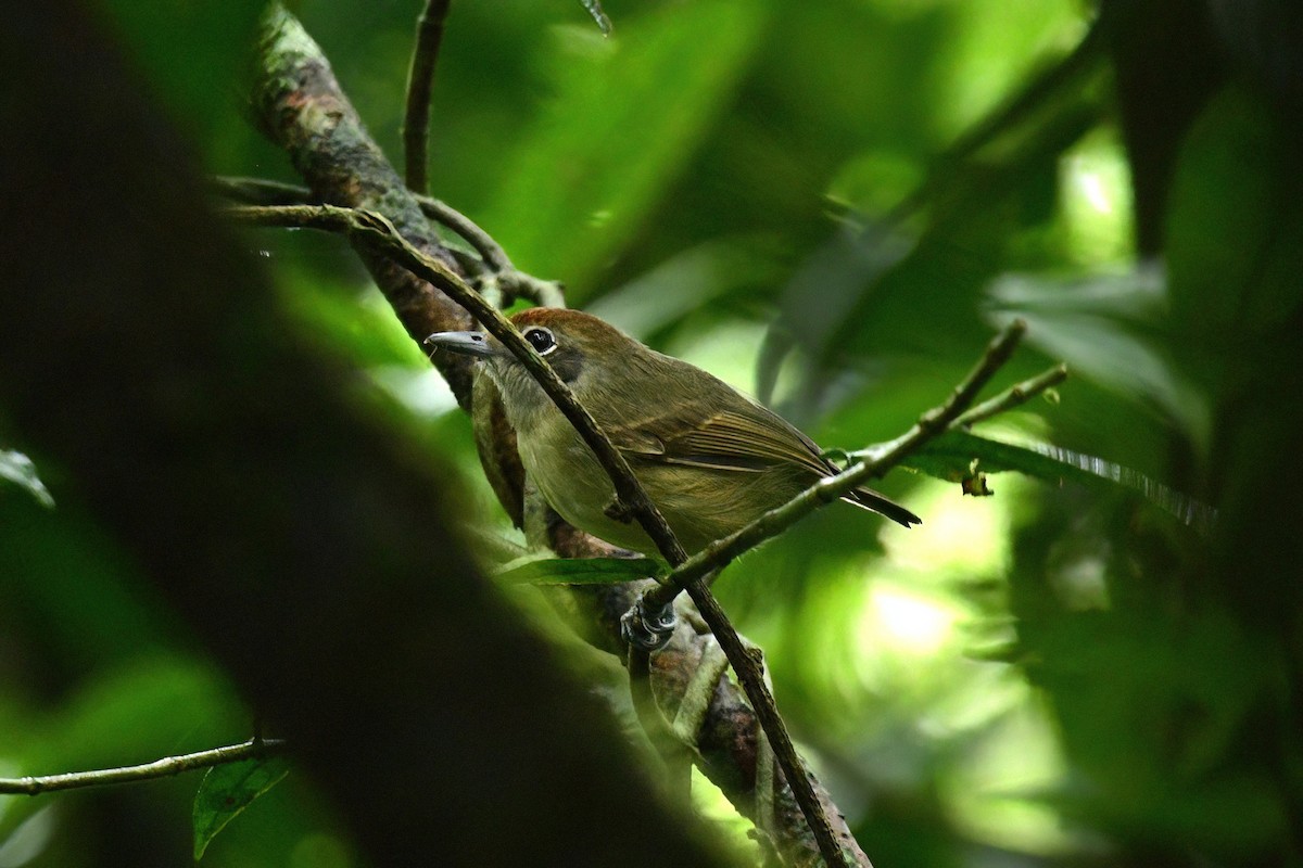 Plain Antvireo - ML550564271