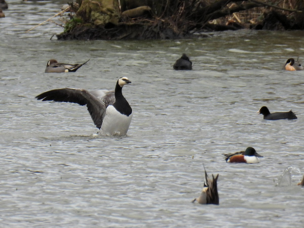 Barnacle Goose - ML550564941