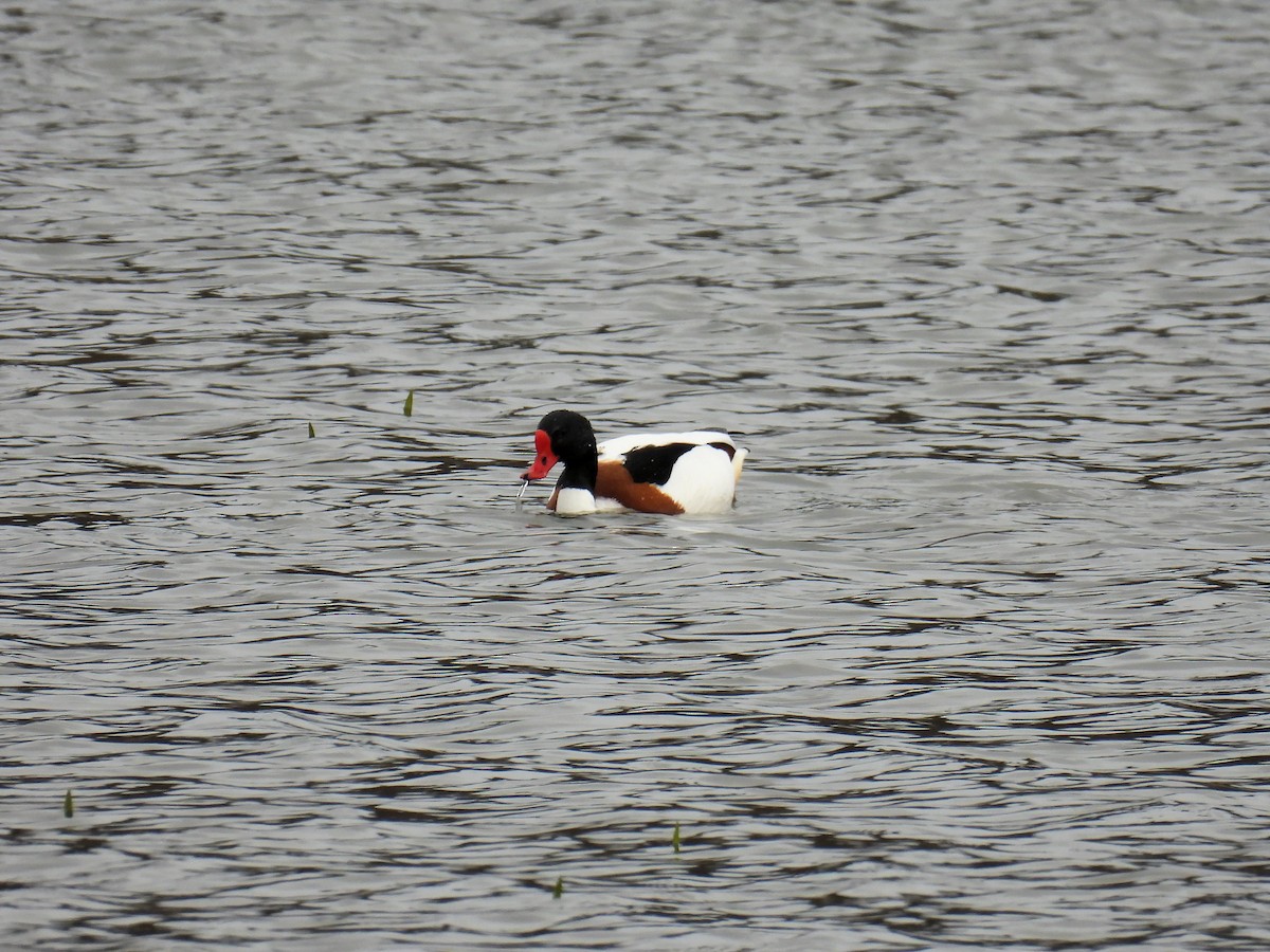 花鳧 - ML550564951
