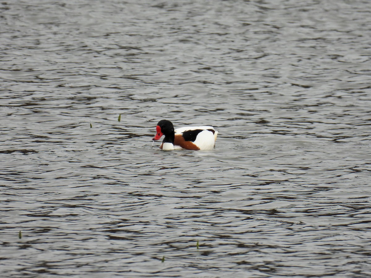 Common Shelduck - ML550564951