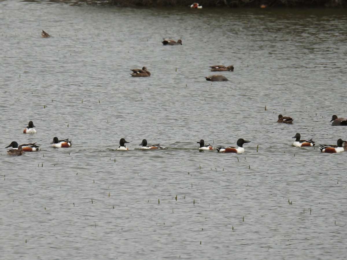 Northern Shoveler - ML550564961