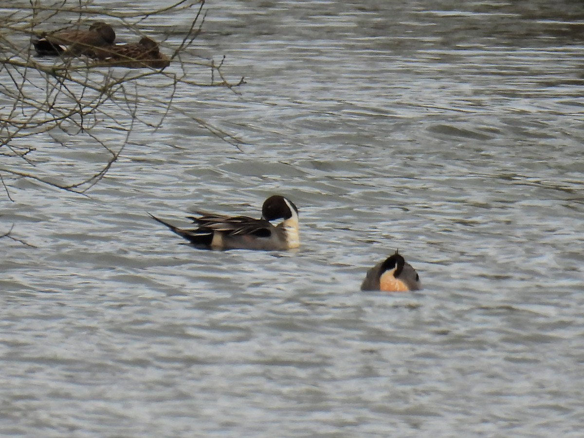 Northern Pintail - ML550564991