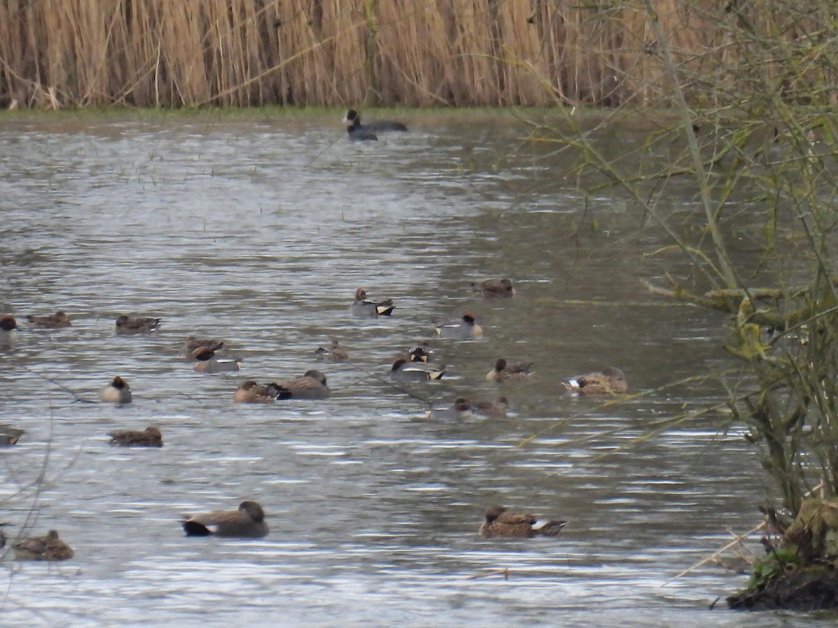 Green-winged Teal - ML550565001