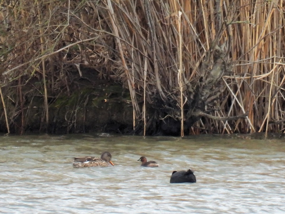 Little Grebe - ML550565011