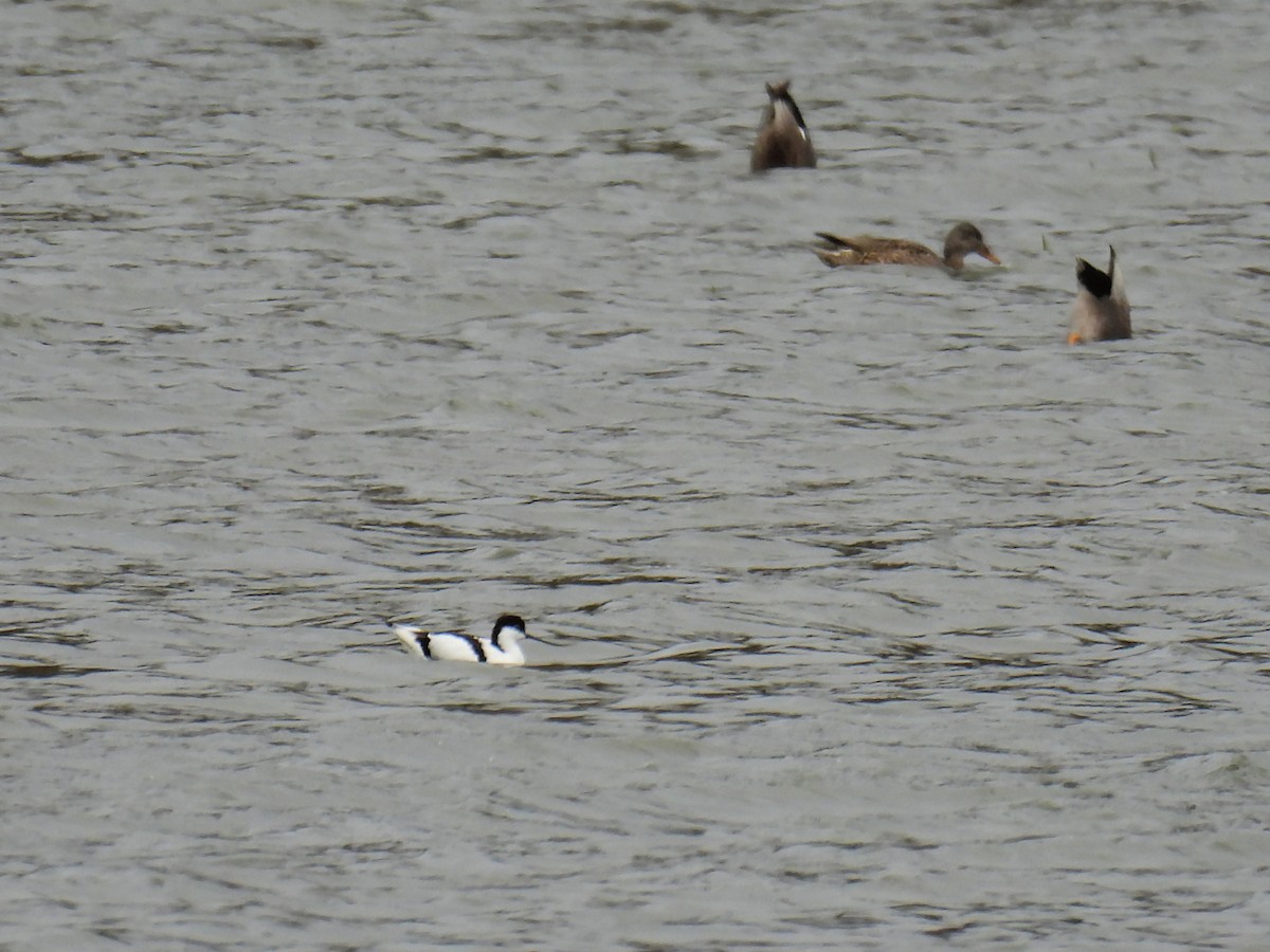 Pied Avocet - ML550565021