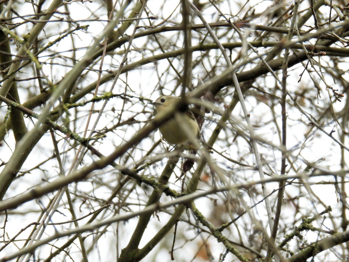 戴菊鳥 - ML550565031