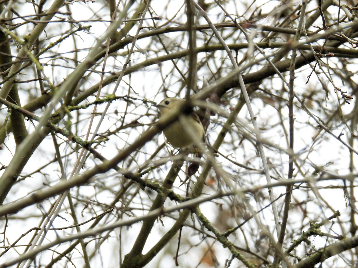 Goldcrest - ML550565031