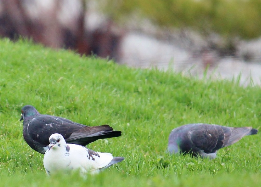 Rock Pigeon (Feral Pigeon) - Shannon L