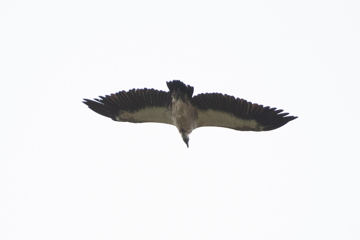 White-backed Vulture - ML550567031