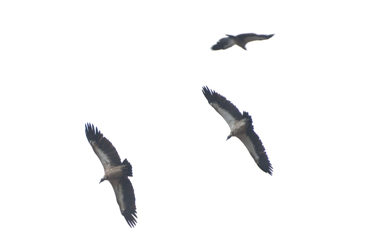 White-backed Vulture - ML550567231