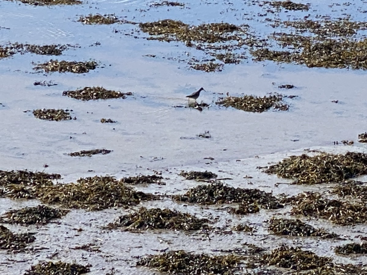 Common Redshank - ML550567341