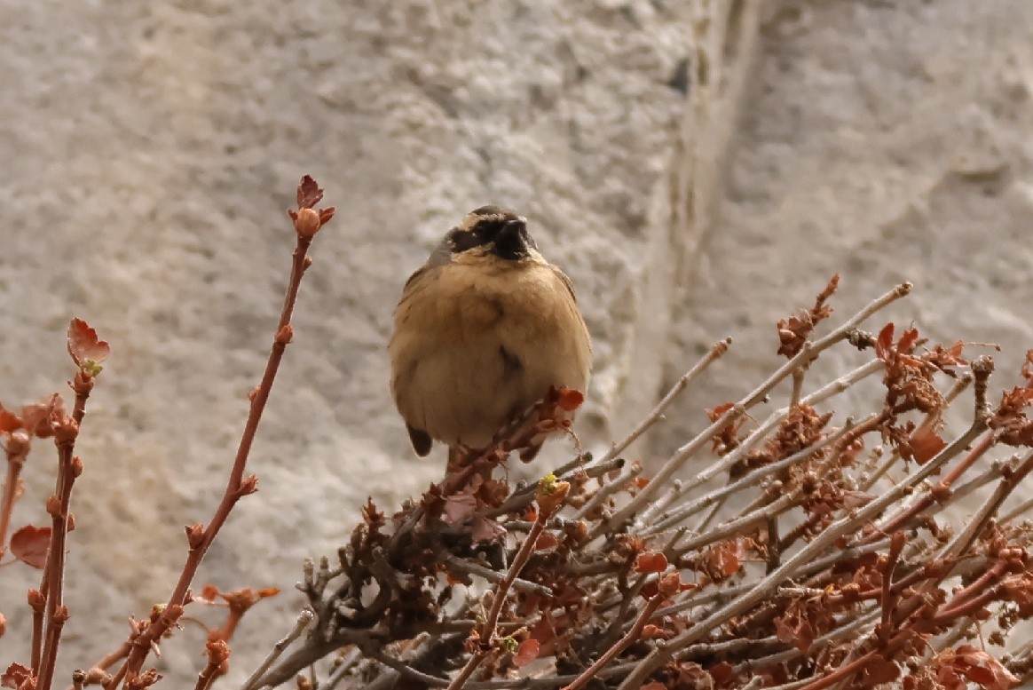 Black-throated Accentor - ML550567861