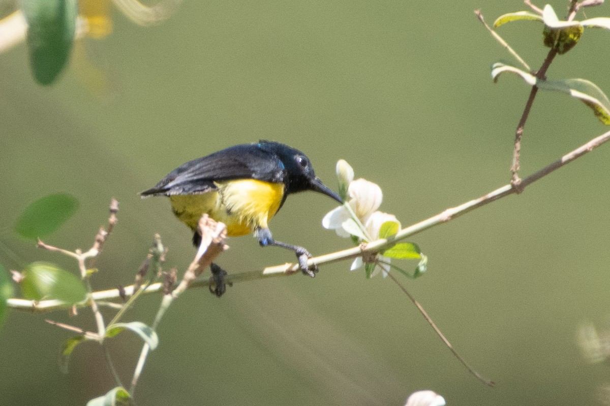 Variable Sunbird (Yellow-bellied) - ML550567981