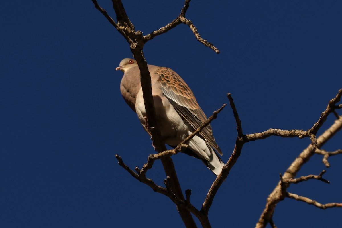 Oriental Turtle-Dove - ML550568601